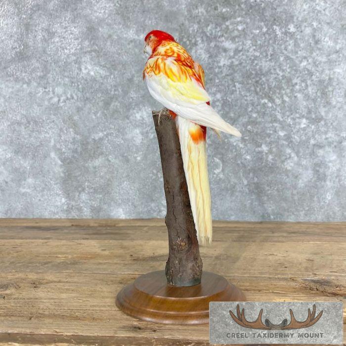 Rubino Rosella Taxidermy Bird Mount For Sale - Image 6