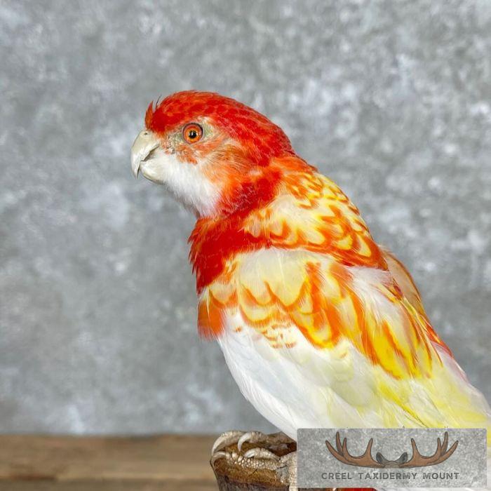 Rubino Rosella Taxidermy Bird Mount For Sale - Image 7