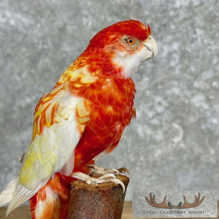 Rubino Rosella Taxidermy Bird Mount For Sale - Image 8