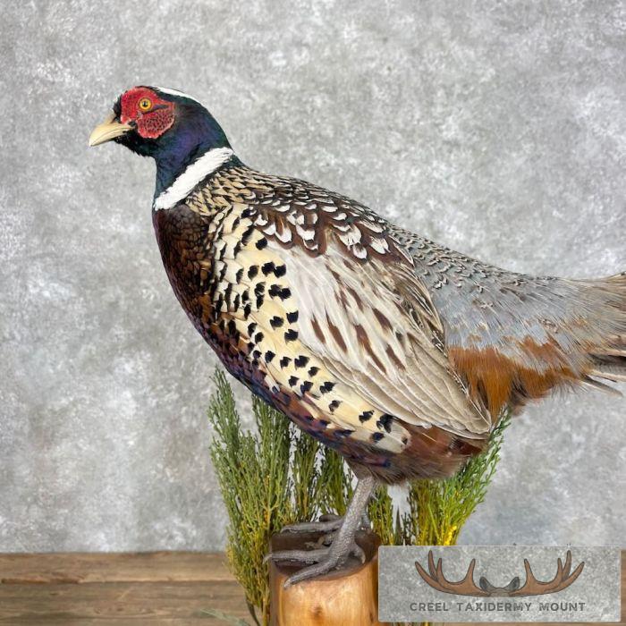 Ringneck Pheasant Taxidermy Bird Mount For Sale - Image 3