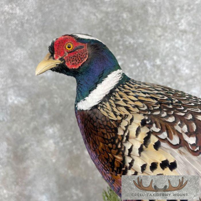 Ringneck Pheasant Taxidermy Bird Mount For Sale - Image 2