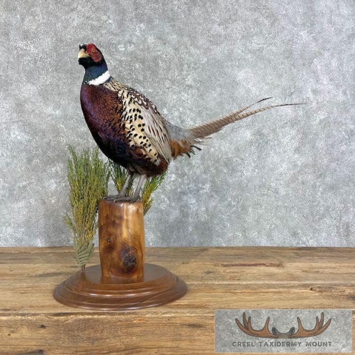 Ringneck Pheasant Taxidermy Bird Mount For Sale - Image 4