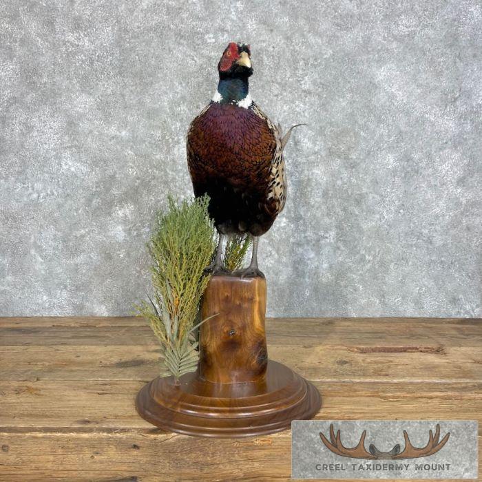 Ringneck Pheasant Taxidermy Bird Mount For Sale - Image 5