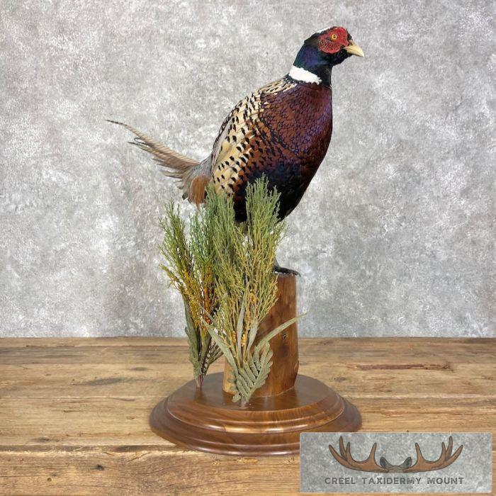 Ringneck Pheasant Taxidermy Bird Mount For Sale - Image 6