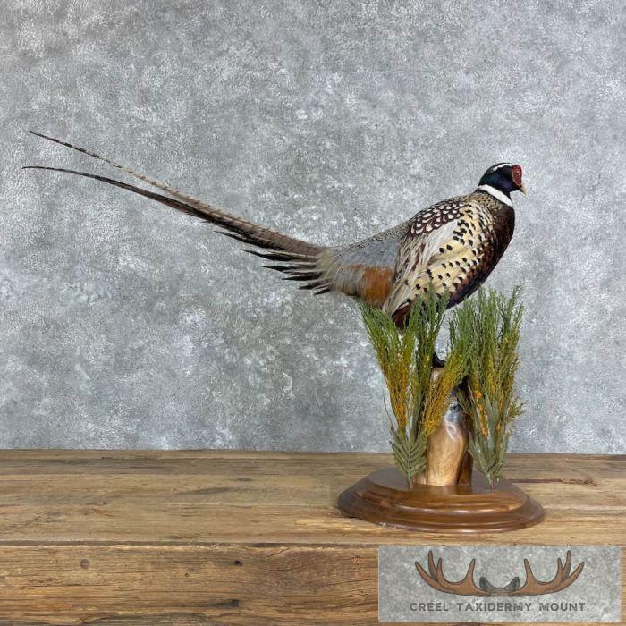 Ringneck Pheasant Taxidermy Bird Mount For Sale - Image 7