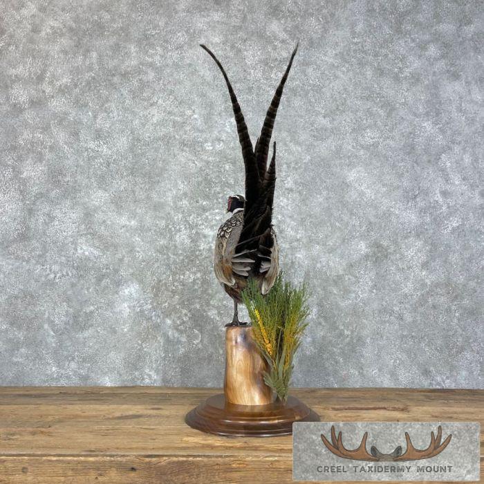 Ringneck Pheasant Taxidermy Bird Mount For Sale - Image 8