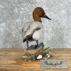 Canvasback Duck Taxidermy Bird Mount For Sale - Image 2