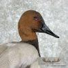 Canvasback Duck Taxidermy Bird Mount For Sale - Image 3