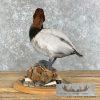 Canvasback Duck Taxidermy Bird Mount For Sale - Image 4
