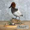 Canvasback Duck Taxidermy Bird Mount For Sale - Image 5