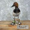 Canvasback Duck Taxidermy Bird Mount For Sale - Image 6