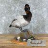Canvasback Duck Taxidermy Bird Mount For Sale - Image 7