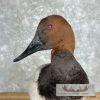 Canvasback Duck Taxidermy Bird Mount For Sale - Image 8