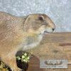 Prairie Dog Life-Size Taxidermy Mount For Sale - Image 2