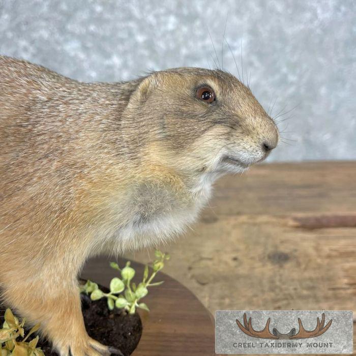 Prairie Dog Life-Size Taxidermy Mount For Sale - Image 2