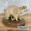 Prairie Dog Life-Size Taxidermy Mount For Sale - Image 3