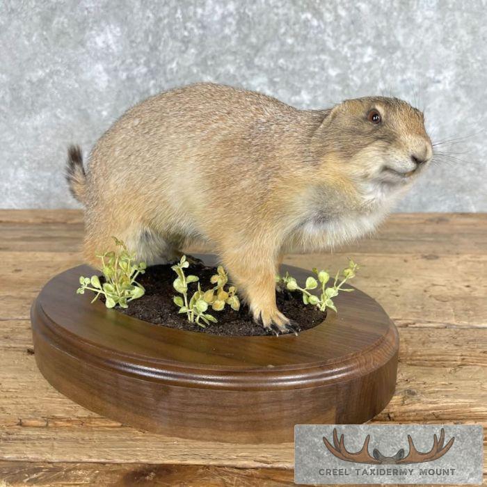 Prairie Dog Life-Size Taxidermy Mount For Sale - Image 3