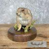 Prairie Dog Life-Size Taxidermy Mount For Sale - Image 4