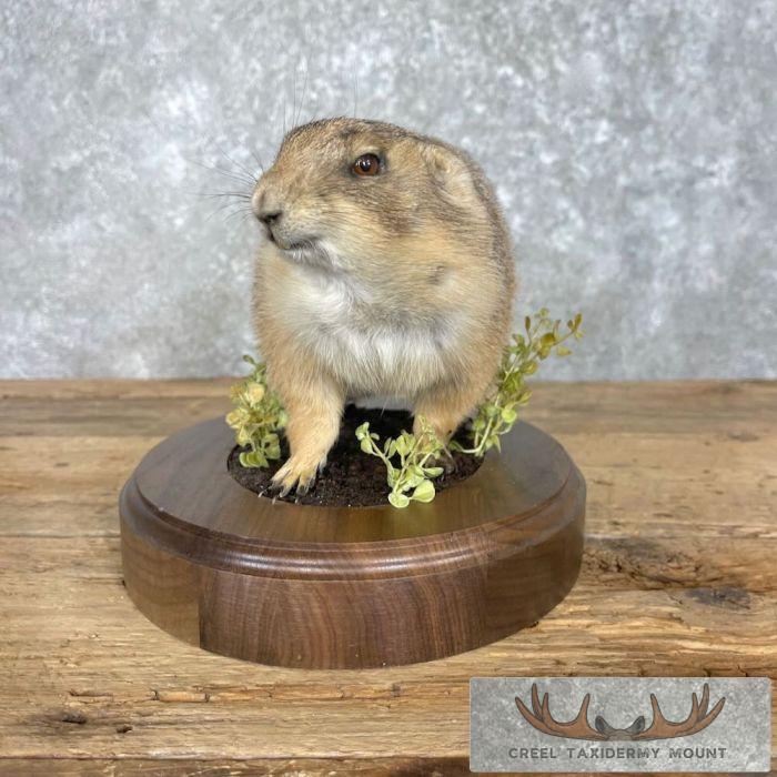 Prairie Dog Life-Size Taxidermy Mount For Sale - Image 4
