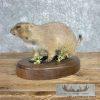Prairie Dog Life-Size Taxidermy Mount For Sale - Image 5