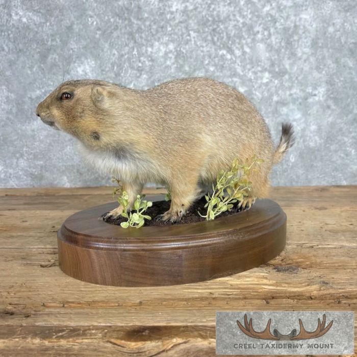 Prairie Dog Life-Size Taxidermy Mount For Sale - Image 5