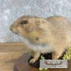 Prairie Dog Life-Size Taxidermy Mount For Sale - Image 6