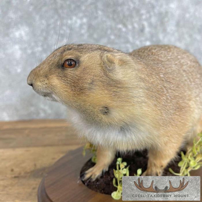 Prairie Dog Life-Size Taxidermy Mount For Sale - Image 6