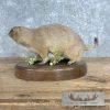 Prairie Dog Life-Size Taxidermy Mount For Sale - Image 7