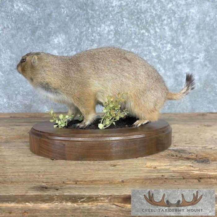 Prairie Dog Life-Size Taxidermy Mount For Sale - Image 7