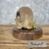 Prairie Dog Life-Size Taxidermy Mount For Sale - Image 8