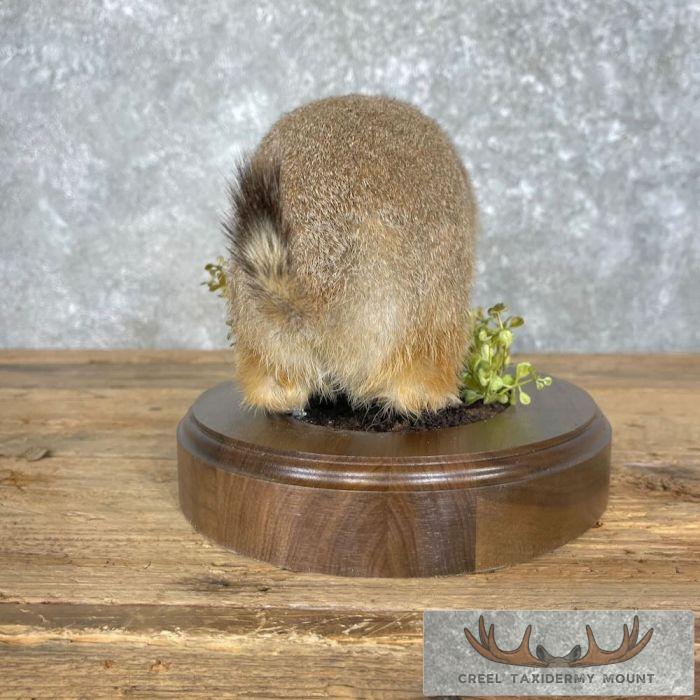 Prairie Dog Life-Size Taxidermy Mount For Sale - Image 8