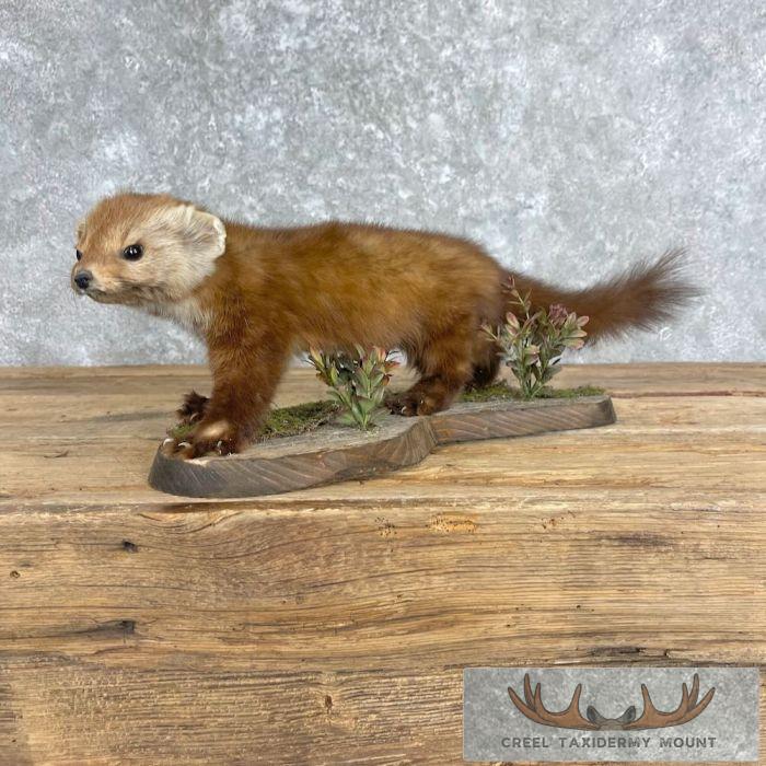 American Pine Marten Taxidermy Mount For Sale - Image 3