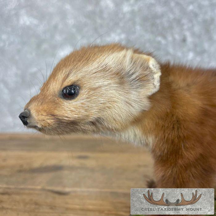 American Pine Marten Taxidermy Mount For Sale - Image 2