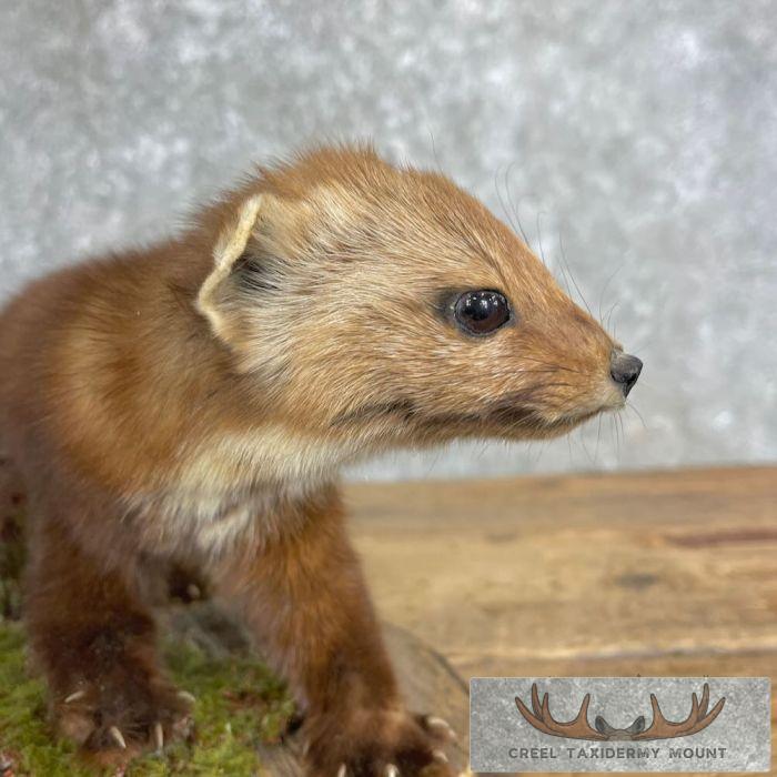 American Pine Marten Taxidermy Mount For Sale - Image 5
