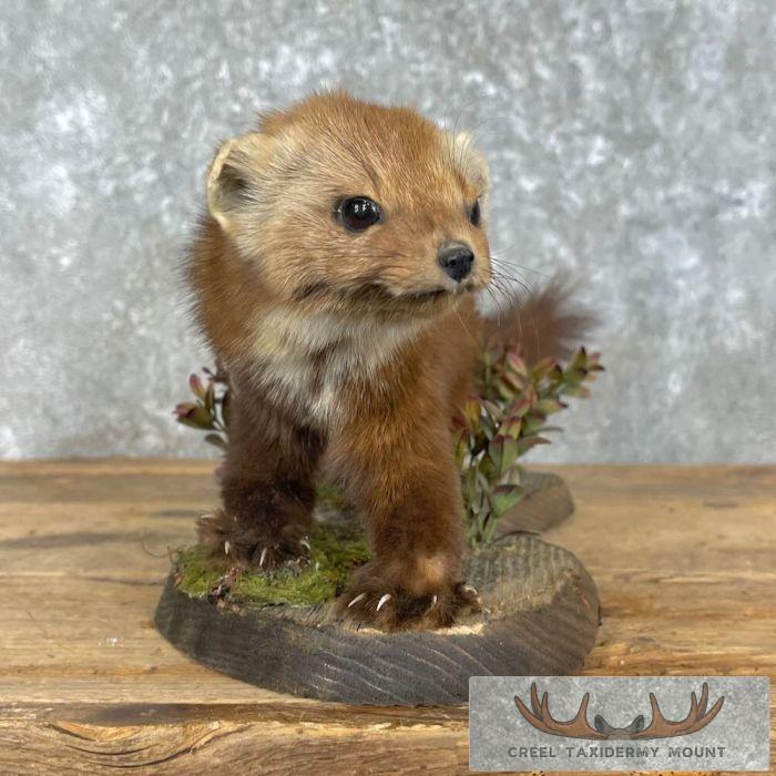 American Pine Marten Taxidermy Mount For Sale - Image 4