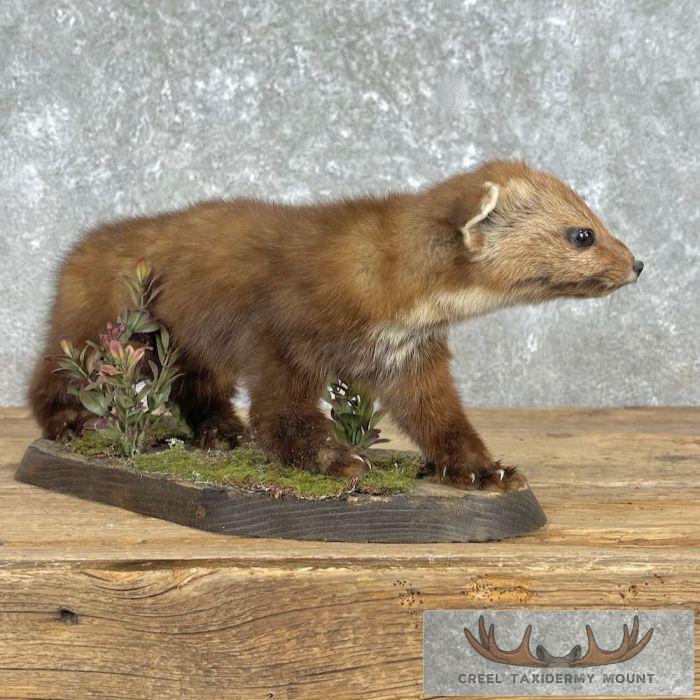 American Pine Marten Taxidermy Mount For Sale - Image 6