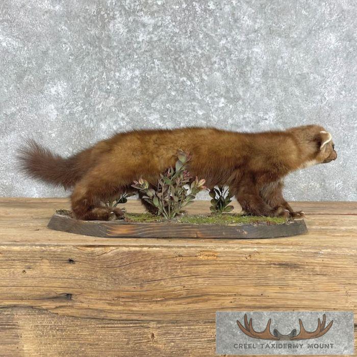 American Pine Marten Taxidermy Mount For Sale - Image 7