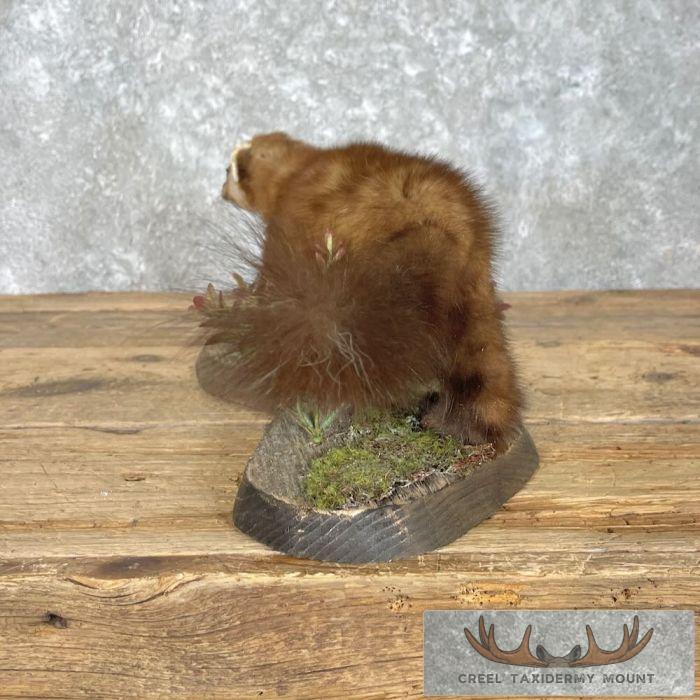 American Pine Marten Taxidermy Mount For Sale - Image 8