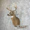 Whitetail Deer Taxidermy Shoulder Mount For Sale - Image 2
