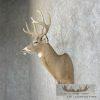 Whitetail Deer Taxidermy Shoulder Mount For Sale - Image 3