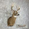 Whitetail Deer Taxidermy Shoulder Mount For Sale - Image 4