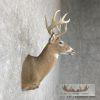 Whitetail Deer Taxidermy Shoulder Mount For Sale - Image 5