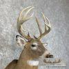 Whitetail Deer Taxidermy Shoulder Mount For Sale - Image 6