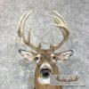 Whitetail Deer Taxidermy Shoulder Mount For Sale - Image 7