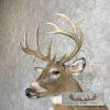 Whitetail Deer Taxidermy Shoulder Mount For Sale - Image 8