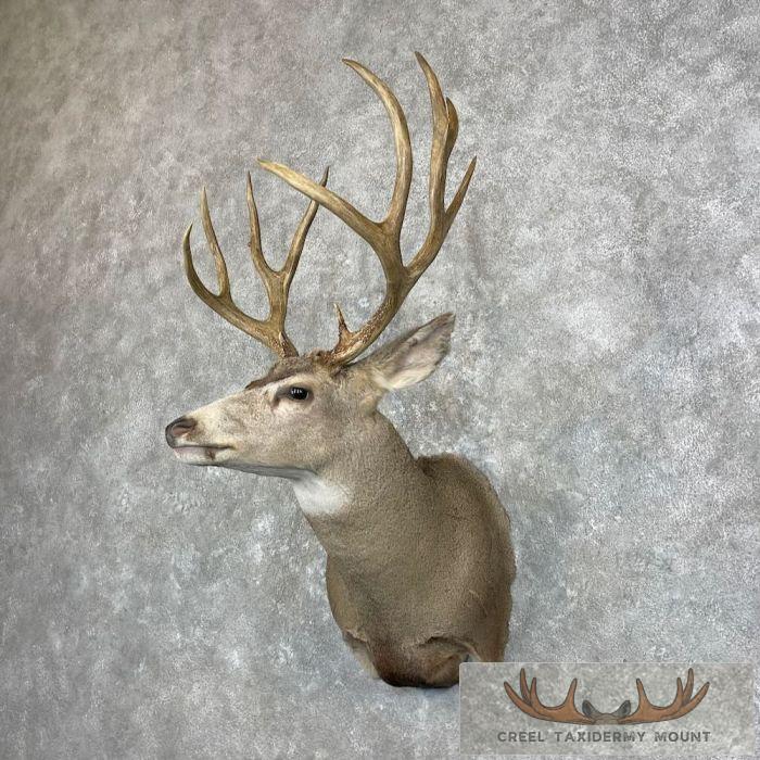 Mule Deer Taxidermy Shoulder Mount For Sale - Image 2
