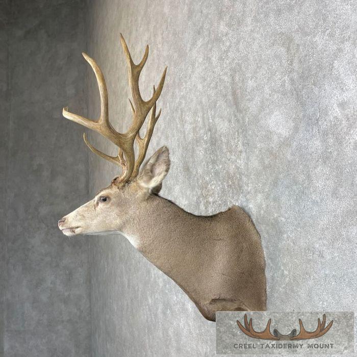 Mule Deer Taxidermy Shoulder Mount For Sale - Image 3