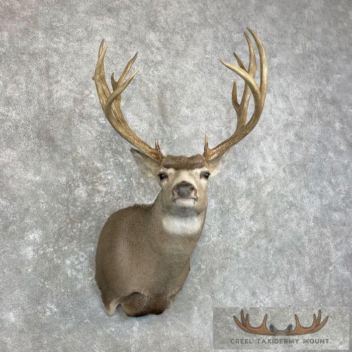 Mule Deer Taxidermy Shoulder Mount For Sale - Image 4