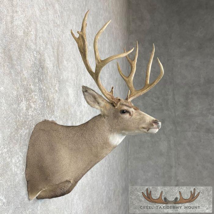 Mule Deer Taxidermy Shoulder Mount For Sale - Image 5