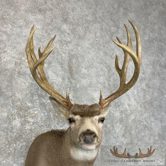 Mule Deer Taxidermy Shoulder Mount For Sale - Image 7